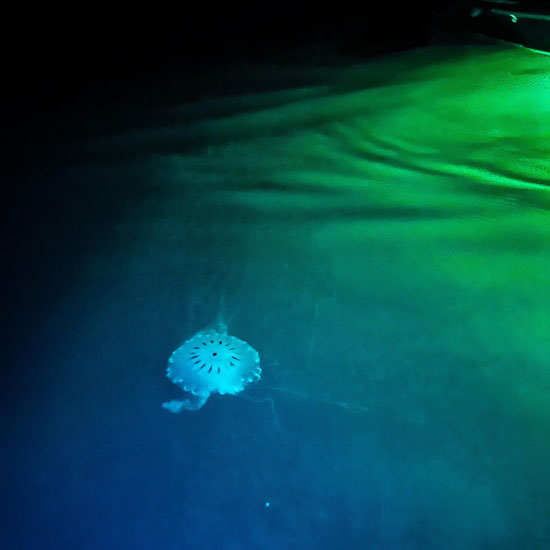 Jellyfish glowing